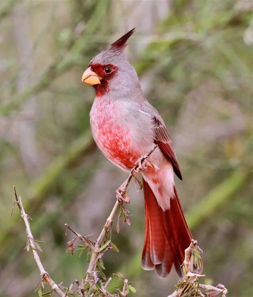 Маленькая розовая птица. Cardinalis sinuatus. Птичка розовый. Птица с розовым хвостом. Розовые маленькие птички.