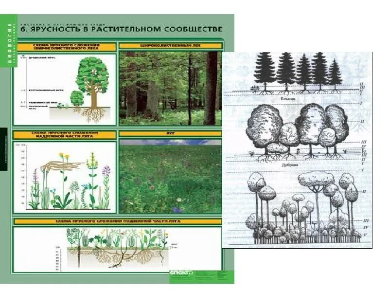 Растительное сообщество рисунок. Надземная ярусность в растительном сообществе. Подземная ярусность в растительном сообществе. Ярусность надземная и подземная. Подземная ярусность леса.