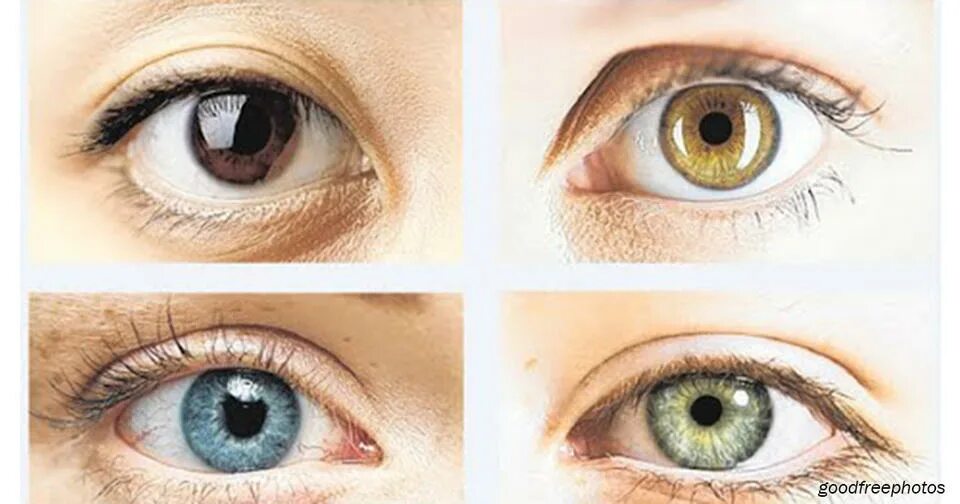 Таблица наследования цвета глаз ребенком. Наследование цвета глаз у человека генетика. Какой цвет глаз будет у ребенка таблица. Наследование цвета глаз у человека таблица. Какие глаза будут у ребенка если у родителей карие и зеленые.