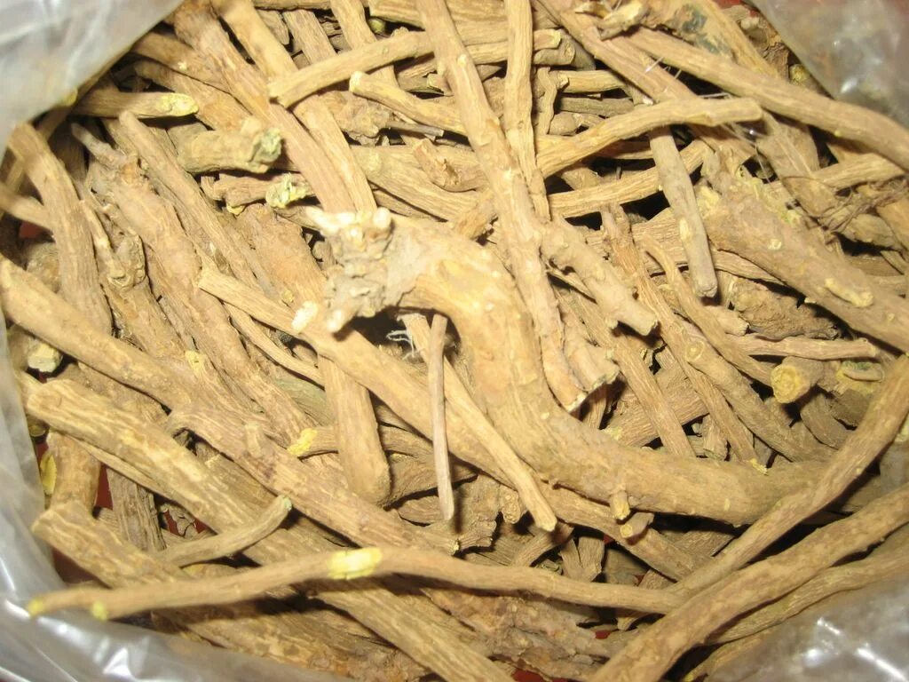 Scutellaria baicalensis root
