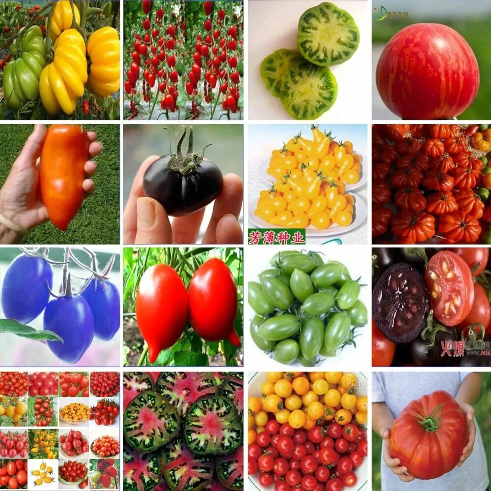 Виды сортов помидоров. Разноцветные помидоры. Сорта помидор. Томаты разные сорта. Необычные сорта помидоров.
