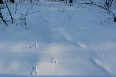 Следы белки на снегу