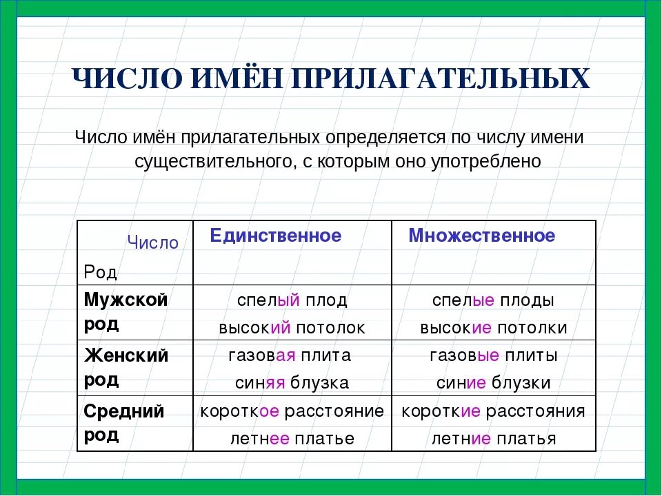 Различие существительных и прилагательных. Как определить число имени прилагательного 4 класс. Число прилагательных. Имя прилагательное число. Прилагательные во множественном числе.