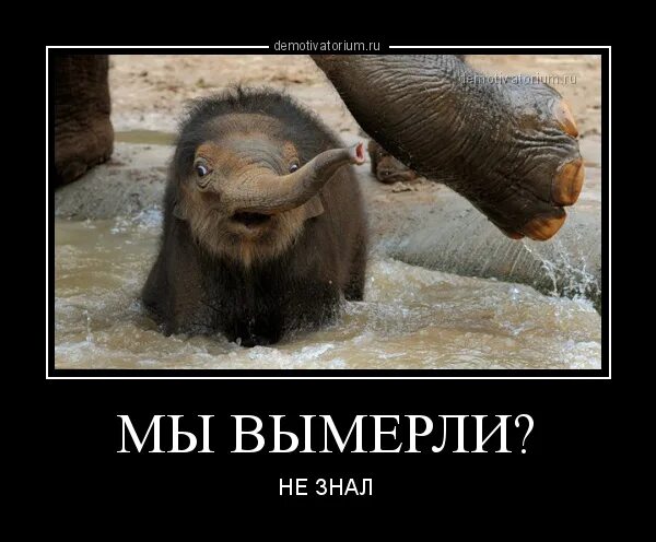 Мамонт мемы. Скам мамонта. Мамонт демотиватор. Шутки про мамонта. Все деньги меня хотят человек не мамонт.