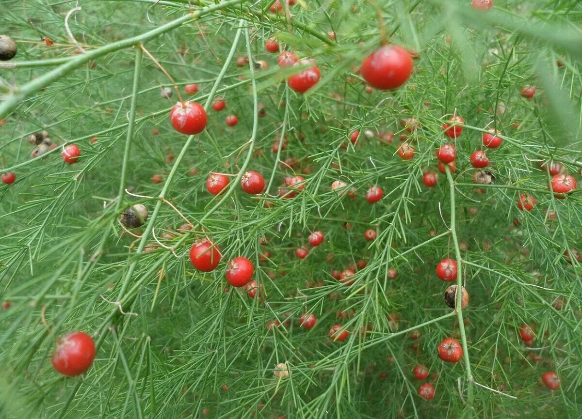 Growing Asparagus - female Asparagus Asparagus plant, Planting bulbs in spring, 
