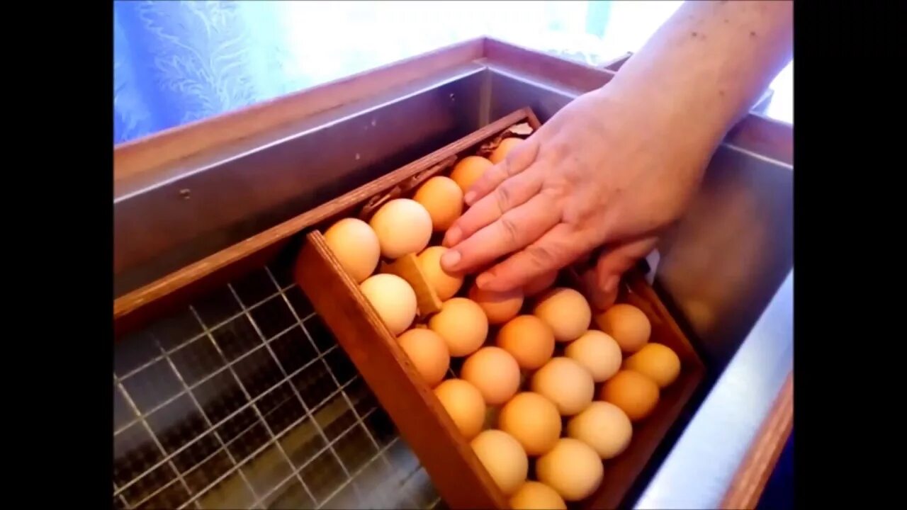 Закладка яиц в инкубатор блиц. Инкубатор блиц матрица Дели 72. Закладка яиц в инкубатор блиц 72. Инкубатор блиц норма ц8. Инкубация куриных яиц блиц 72.