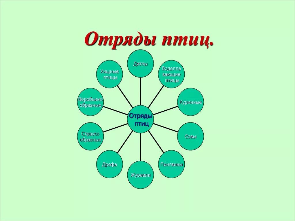 9 отрядов птиц. Отряды птиц. Отряды птиц схема. Класс птицы отряды. Отряды птиц таблица.