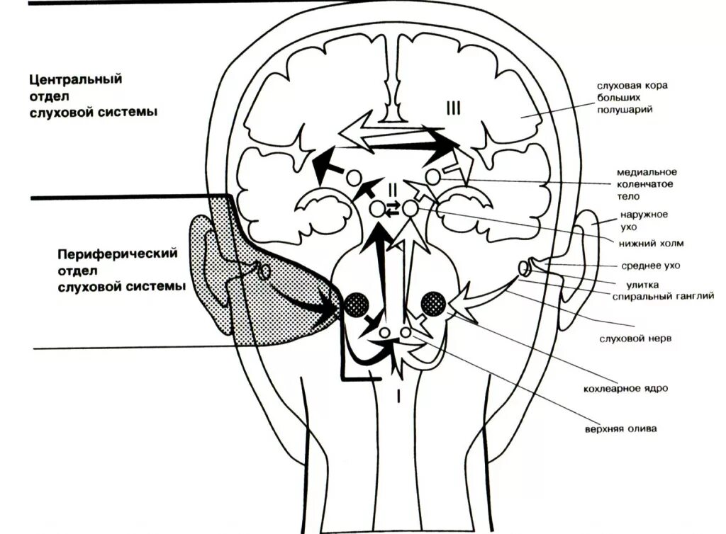 Слуховой нерв какой отдел. Строение центрального отдела слухового анализатора. Центральный отдел слухового анализатора структура. Строение слухового анализатора мозг. Корковый центр слухового анализатора.