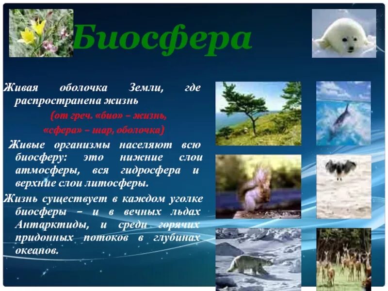 Почему живые организмы размещаются неравномерно на земле. Биосфера это живые организмы оболочка земли. Биосфера Живая оболочка земли 6 класс география. Биосфера-сфера жизни живых организмов ". Биосфера презентация.