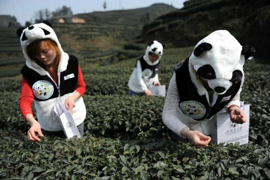 Панда собирает в круг. Чай Panda dung. Чай из экскрементов панды. Экскременты панды. Китайский чай из фекалий панд.