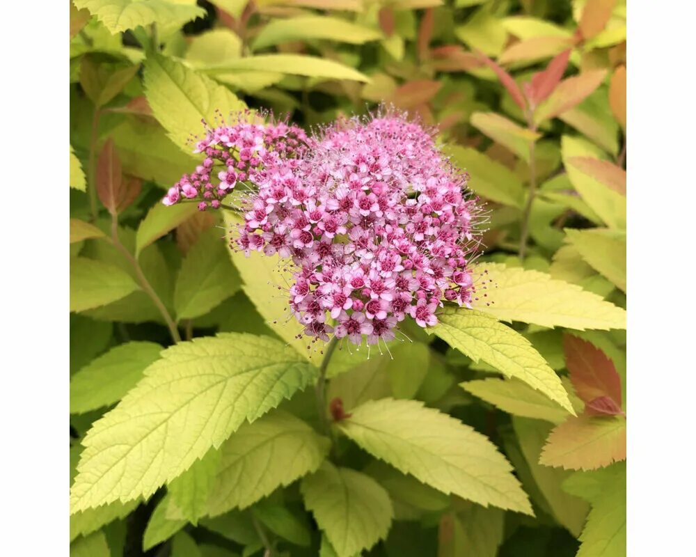 Спирея японская double play. Спирея spiraea japonica. спирея японская (spiraea japonica macrophylla) p9. спирея японская дабл плей биг. спирея японская (spiraea japonica crispa) c3.