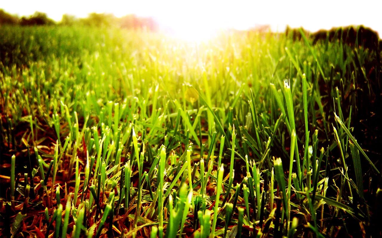 земляне трава у дома. Trava u doma remix. газонная трава. Trava u doma remix. Trava u doma remix.