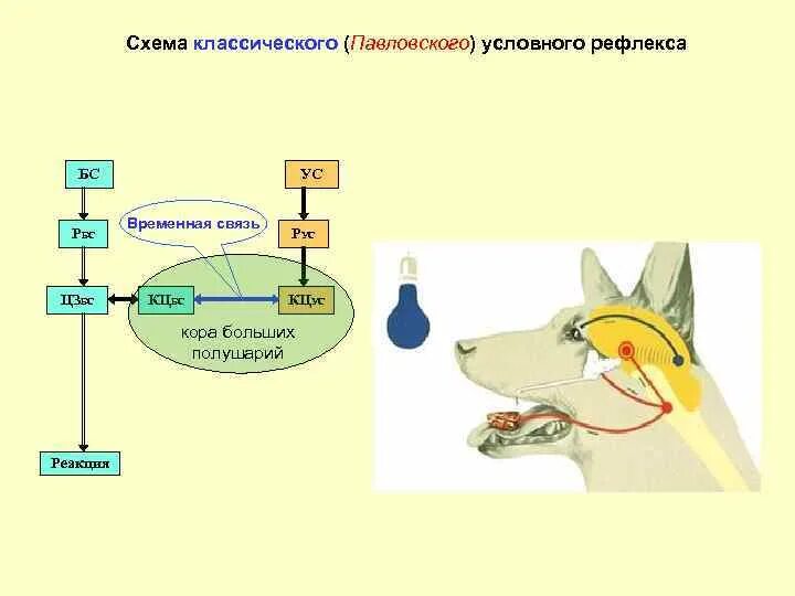 Временная связь рефлекс рефлекс. Схема образования условного рефлекса. Схема формирования условного рефлекса по Павлову. Схему образования условного рефлекса по и.п. Павлову. Схема образования временной связи условного рефлекса.