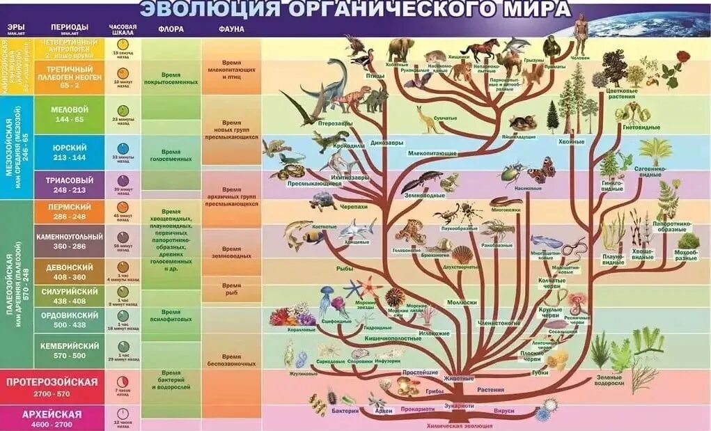 Основные этапы эволюции животных таблица