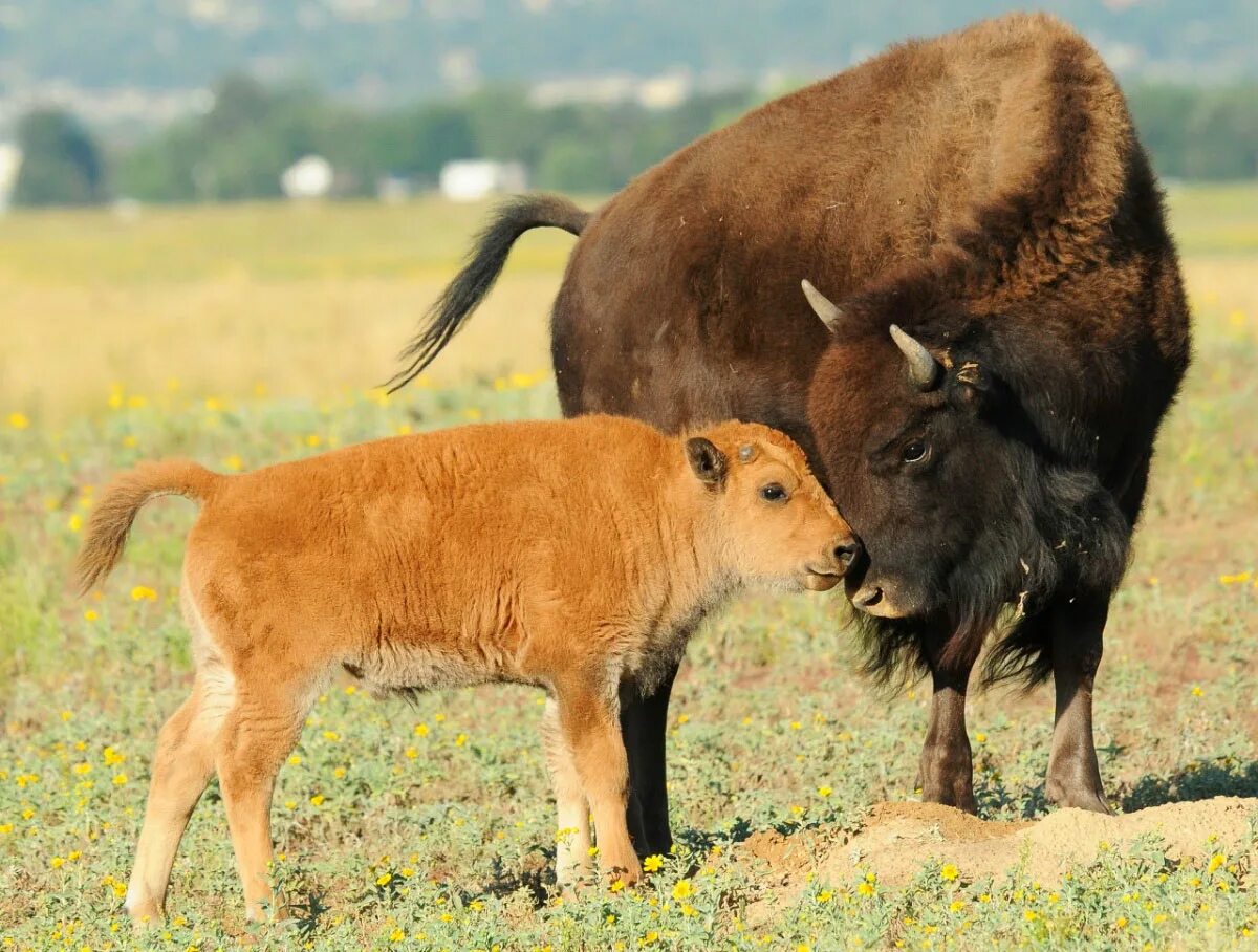 Бизон (Bison Bison). Североамериканский Бизон. Американский Степной Бизон. Лесной Бизон Северной Америки. Бизон похожие