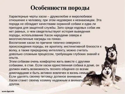 Краткое описание собачье
