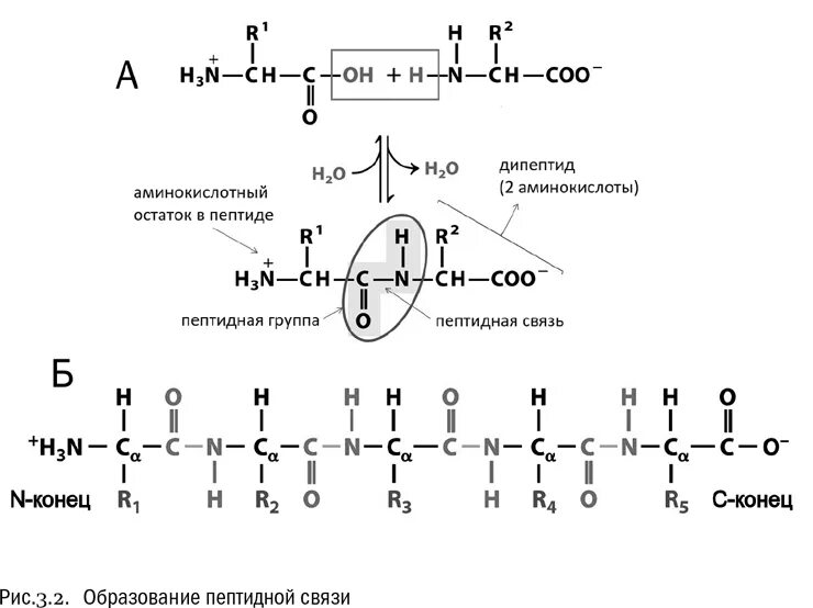 Полипептид образованный Альфа аминокислотами. Строение пептидной группировки. Группа атомов пептидной связи. Пептидная группа атомов
