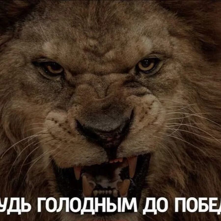 Голодный и злой он молча прошел. Когда Лев голоден он ест. Будь голодным. Ненасытный Лев.