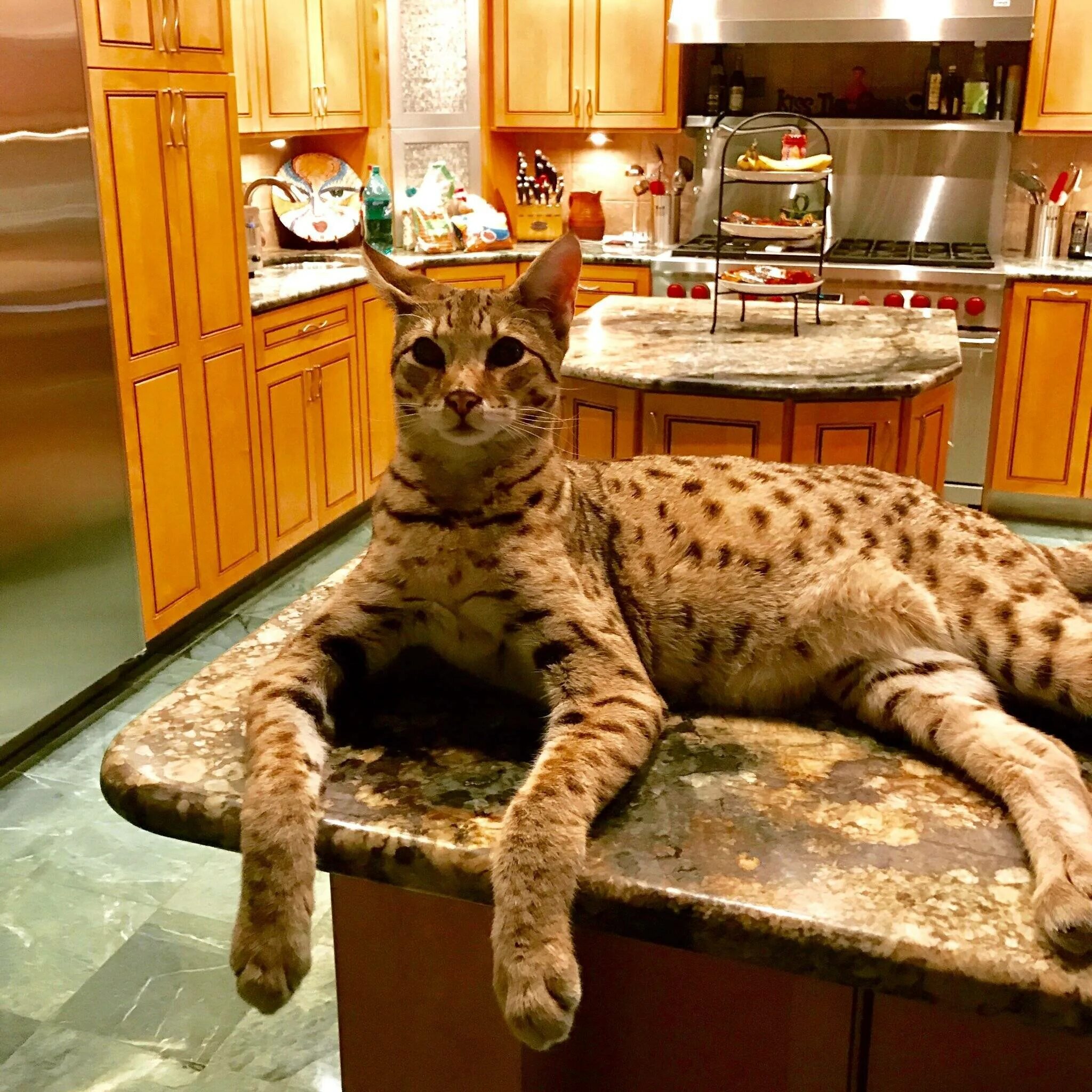 Самая правильная кошка. Абиссинская кошка тигровая. Самая правильная кошка. Самая правильная кошка. Табби серенгети.