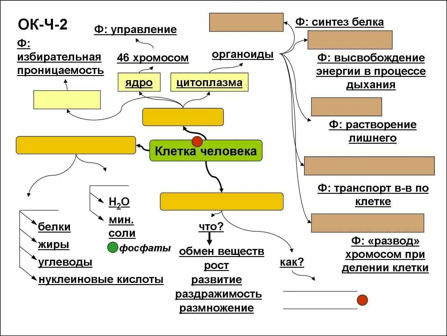 Биология 9 класс учебник конспекты. Опорные конспекты по биологии 9 класс Пономарева. Опорные конспекты по биологии 10-11 класс. Опорные конспекты по биологии дыхательная система 8 класс. Опорный конспект ткани 8 класс.