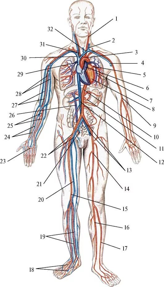 Схема артерий и вен. Венозная система человека анатомия схема. Венозно сосудистая система человека. Венозная система кровообращения человека схема. Кровеносная система вены.