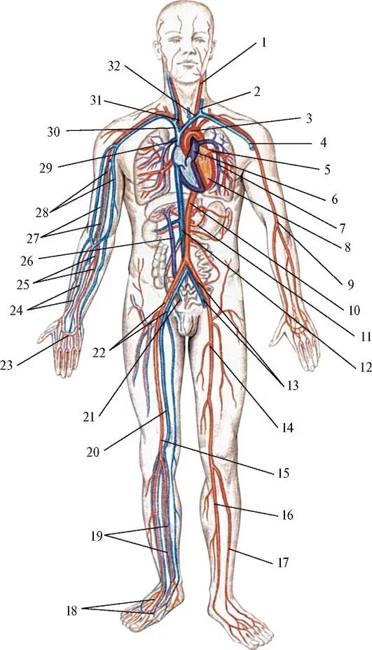 Артерии и вены тела