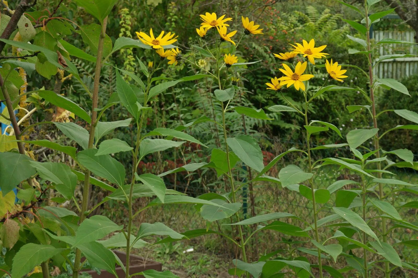 Growing Foliage Videos en stock; Videoclips en 4K y HD Shutterstock
