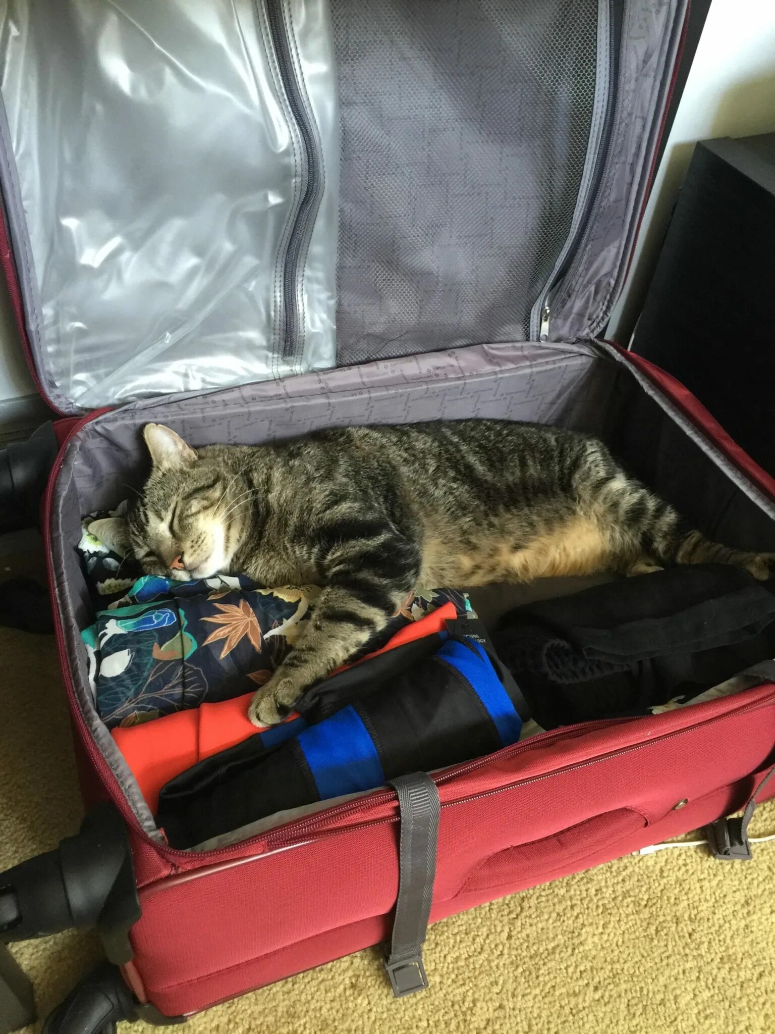 котик собирает чемодан. кот собирает сумку. кот в чемодане с вещами. пакуем чемоданы. кошка с чемоданом.