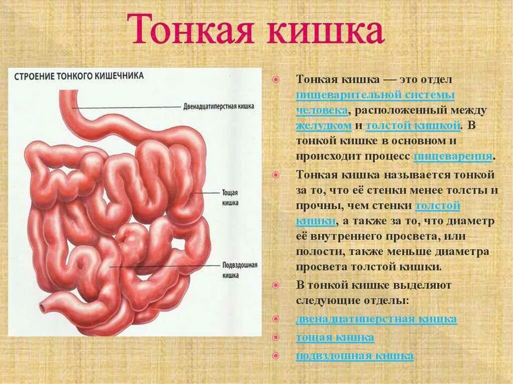 Тонкий кишечник (отделы, строение стенки, функции).. Отделы тонкой кишки анатомия. Тонкий кишечник анатомия человека.