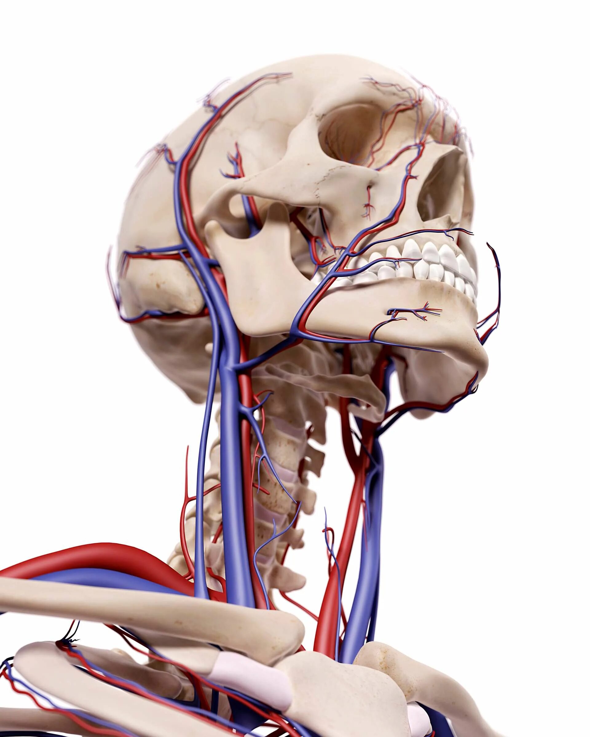 Сонные артерии на шее человека фото. Кровеносные сосуды головы. Кровеносные сосуды шеи и головы. Сосуды головы и шеи анатомия.