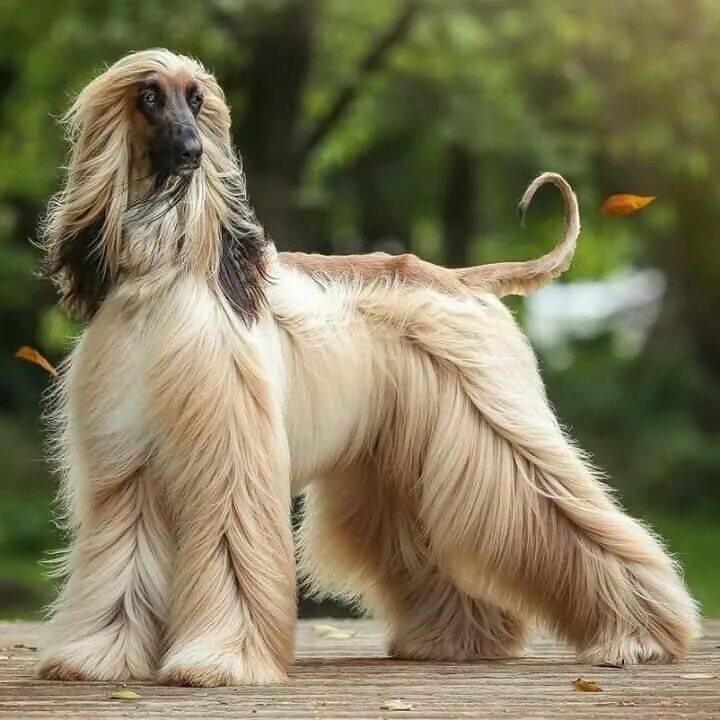 Афганская борзая / Afghan Hound. Афганская борзая и колли. Афганская борзая длинношерстная. Афганская борзая Астон.