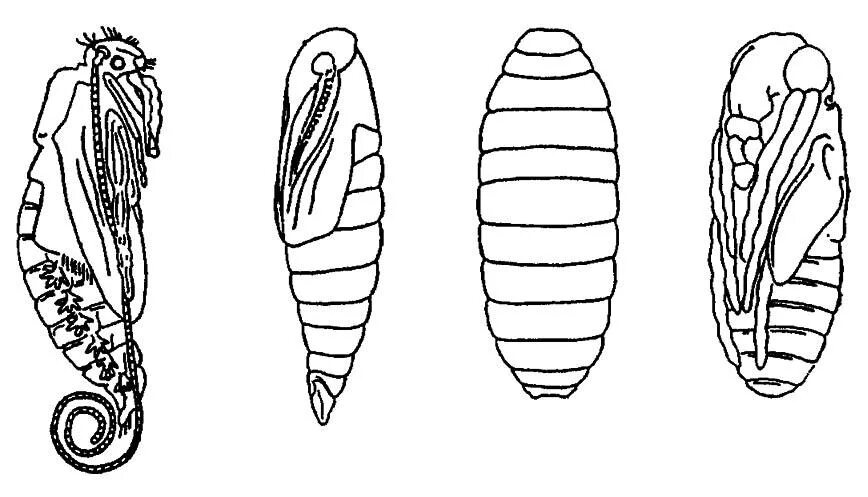 Типы куколок насекомых. Строение куколки насекомых. Покрытые куколки насекомых. Стадия куколки у насекомых. Открытая куколка
