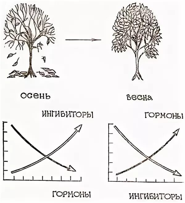 Ингибитор роста растений. Регуляторы роста растений классификация. Ингибитор роста растений. Регуляторы роста растений классификация. Гормоны ингибиторы растений.