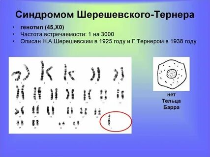Число аутосом в яйцеклетке