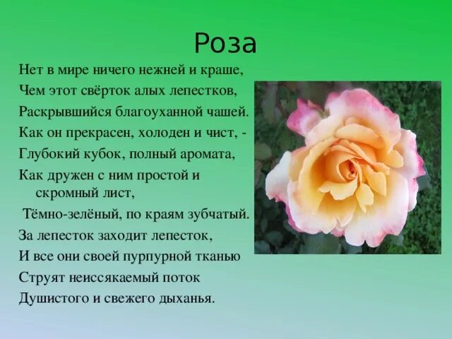 Как описать розу. Описание розы 3 класс. Описание цветка розы. Рассказ описание про розу. Описание цветка розы в научном стиле.