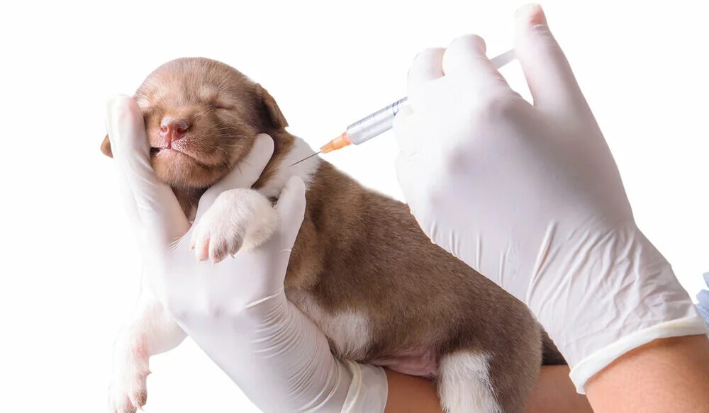 Вакцинация собак. Иммунитет собаки. Крепкий иммунитет у собак. Первые прогулки с щенком после карантина.