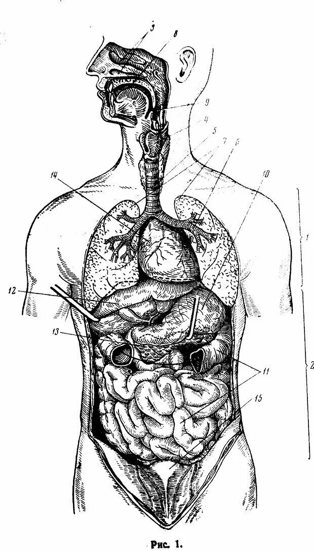 Органы человека картинка. Строение туловища человека анатомия. Схема человека с внутренними органами в полный рост. Анатомическая схема органов человека. Внутреннее строение тела.
