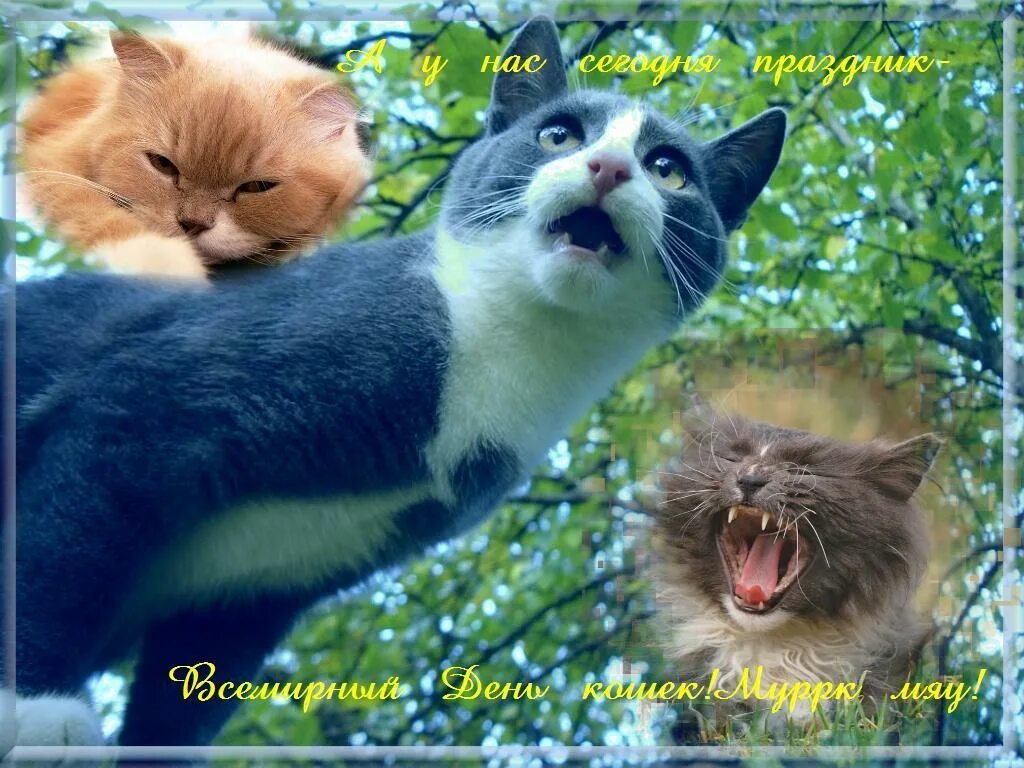 Открытки с первым днем весны и кошек. Всемирный день кошек. С днём кошек картинки. Всемирный день кошек открытки.