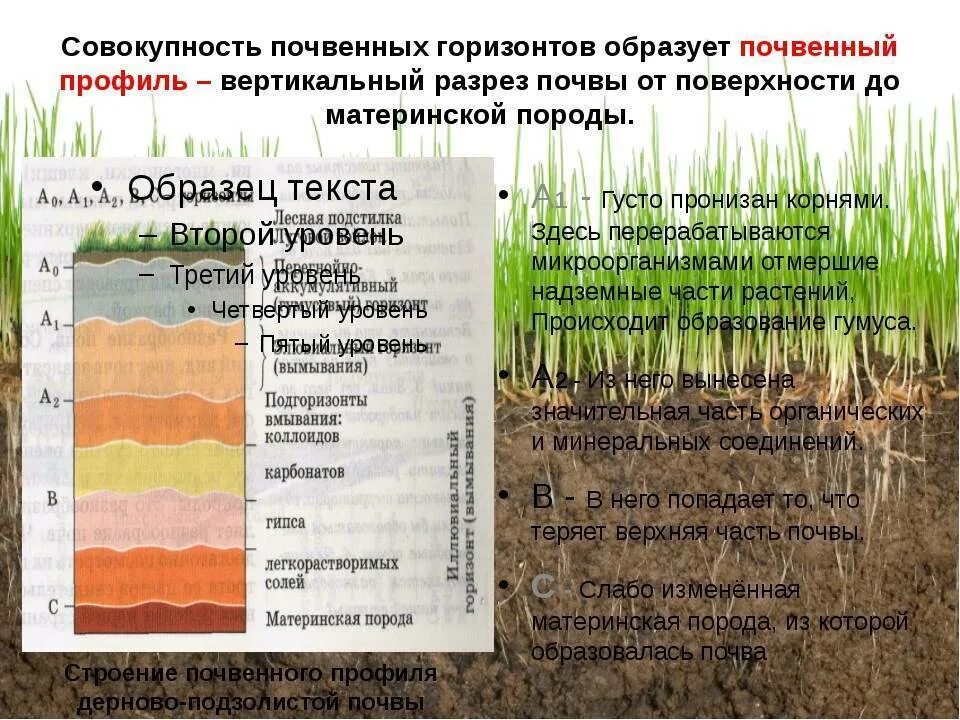 В какой природной зоне почвы наиболее плодородные. Строение почвы почвенные горизонты. Структура почвы почвенные горизонты. Почвенный иллювиальный Горизонт. Строение профиля почвы.