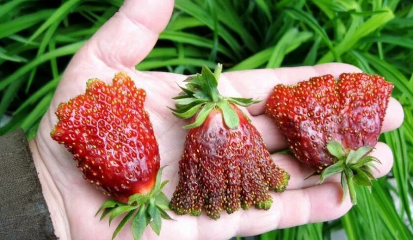 Сорт земляники купчиха. Купчиха клубника отзывы. Сорт клубники купчиха. Сорт клубники купчиха. Сорт земляники купчиха.