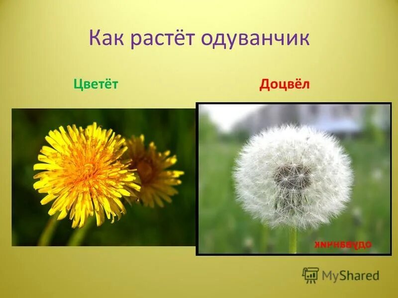 Сколько видов одуванчиков. Одуванчик для дошкольников. Одуванчик коротко. Проект на тему одуванчик. Вырос одуванчик.