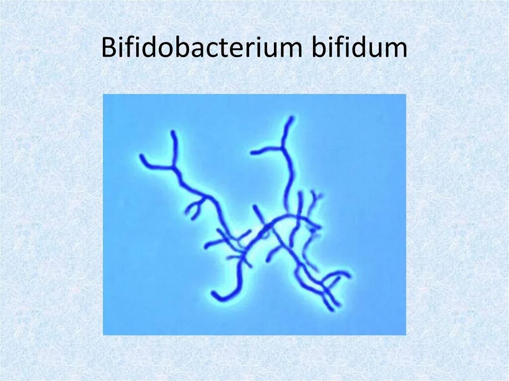 Бифидобактерии где. Бифидобактерии bifidum. Бифидобактерии микробиология. Микроскопия бифидобактерии бифидум. Bifidobacterium bifidum микробиология.