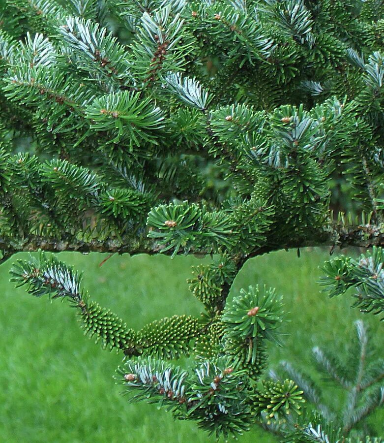 Пихта корейская (abies koreana p9). Пихта карельская. Пихта кореана сильберлок. Пихты форум. Пихта семенова шишки.