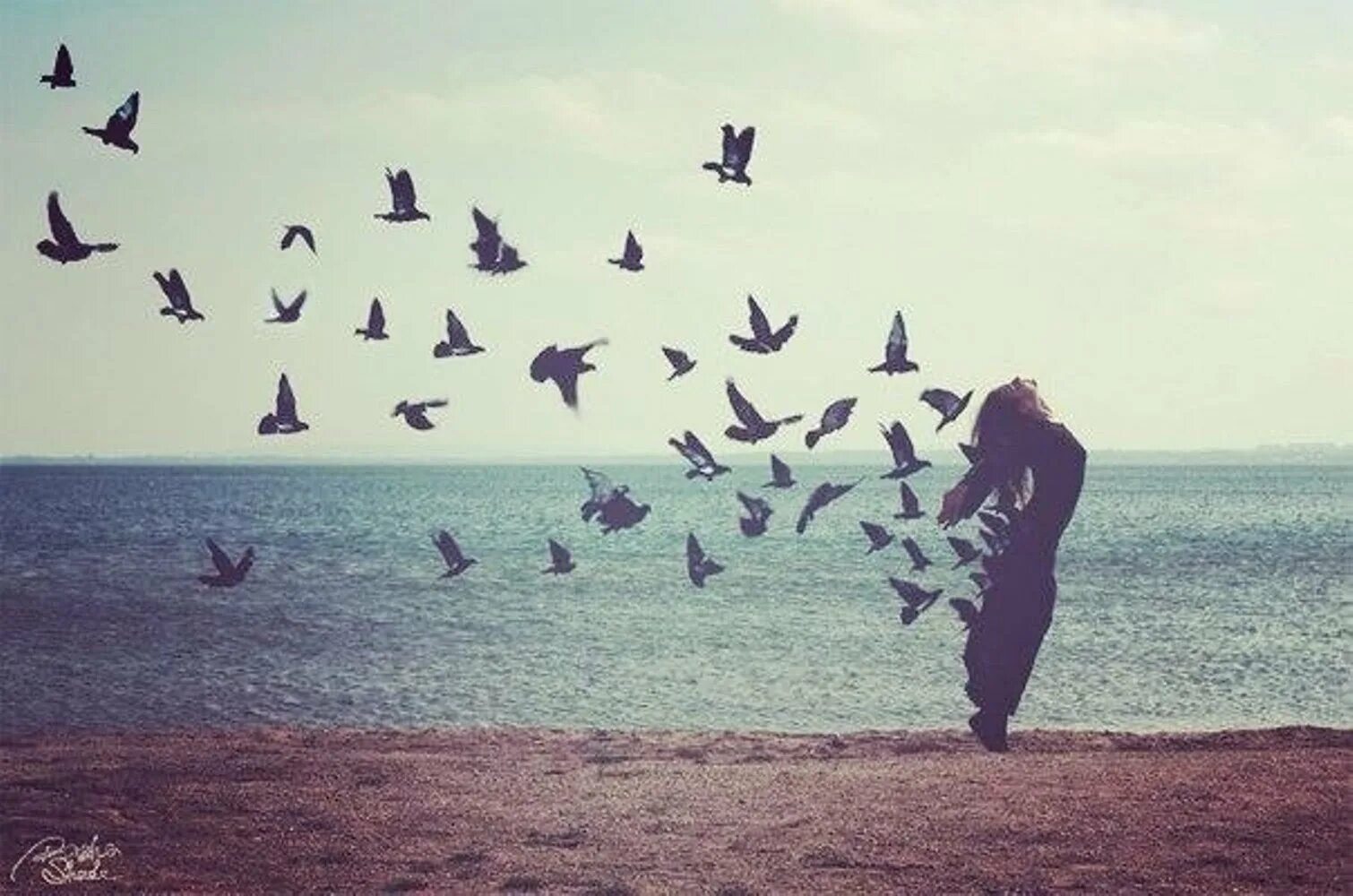 Птицы улетают. Птица свободы. Птицы разлетаются. Птицы в небе.