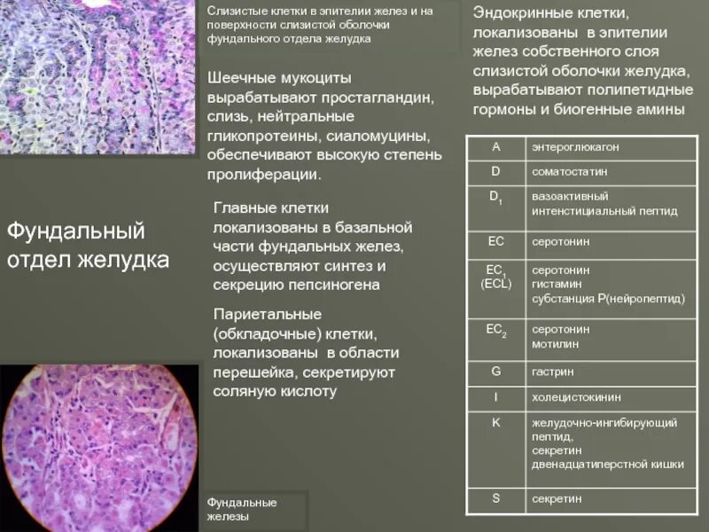 Функциями и клетками слизистой оболочки желудка. Клетки слизистого отдела желудка вырабатывают. Фундальный отдел желудка эпителий. Клетки секреторных отделов желез желудка. Железы слизистой оболочки желудка.