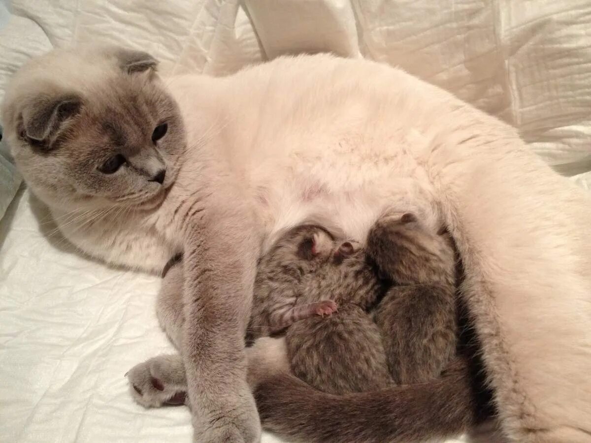 Кошачья семья. Беременность вислоухой кошки. Шотландская вислоухая кошка. Сколько вынашивают шотландские кошки. Британская семья кошек.