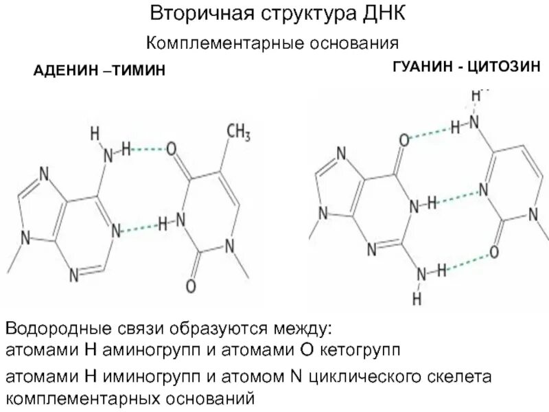 Водородные между азотистыми основаниями. Структура гуанин Тимин аденин. Аденин гуанин цитозин Тимин водородные связи. Вторичная структура ДНК аденин Тимин. Структура аденина Тимина гуанина.