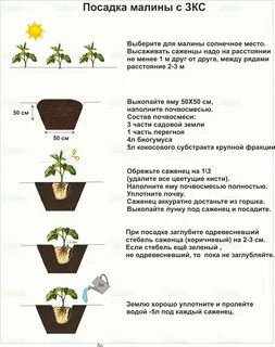 Сколько замачивать клубнику