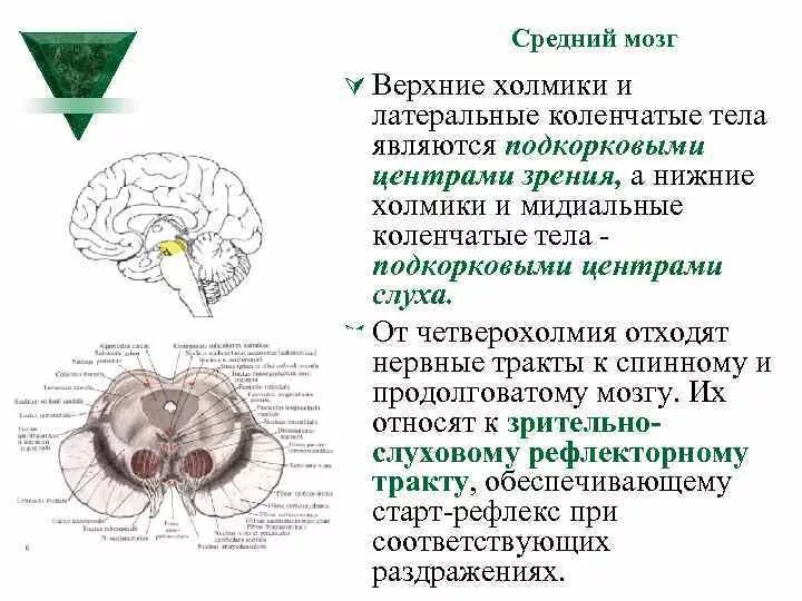 Нервные центры среднего мозга центры слуха. Нижние холмики среднего мозга являются подкорковыми центрами. Холмики крыши среднего мозга. Верхние и нижние холмики четверохолмия средний мозг.