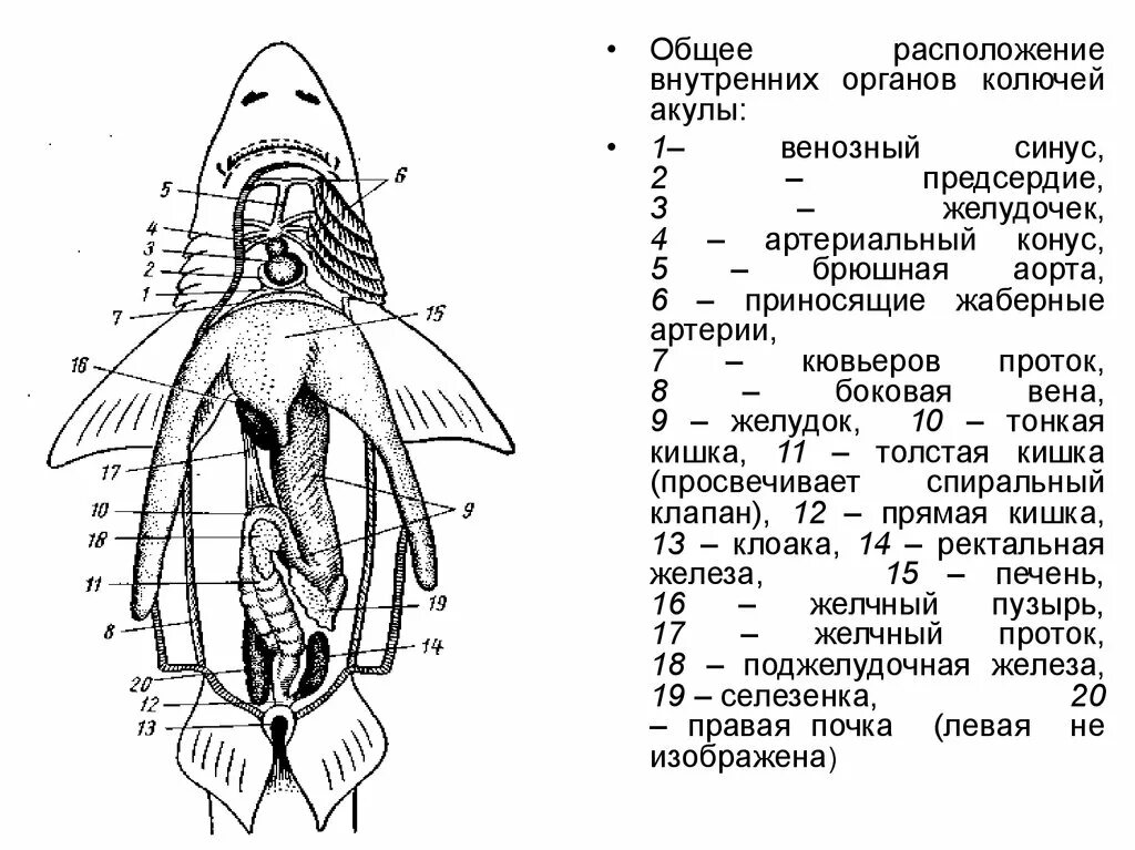 Ректальные железы. Общее расположение внутренних органов акулы. Общее расположение внутренних органов колючей акулы. Строение внутренних органов акулы. Общее расположение внутренних органов щуки.